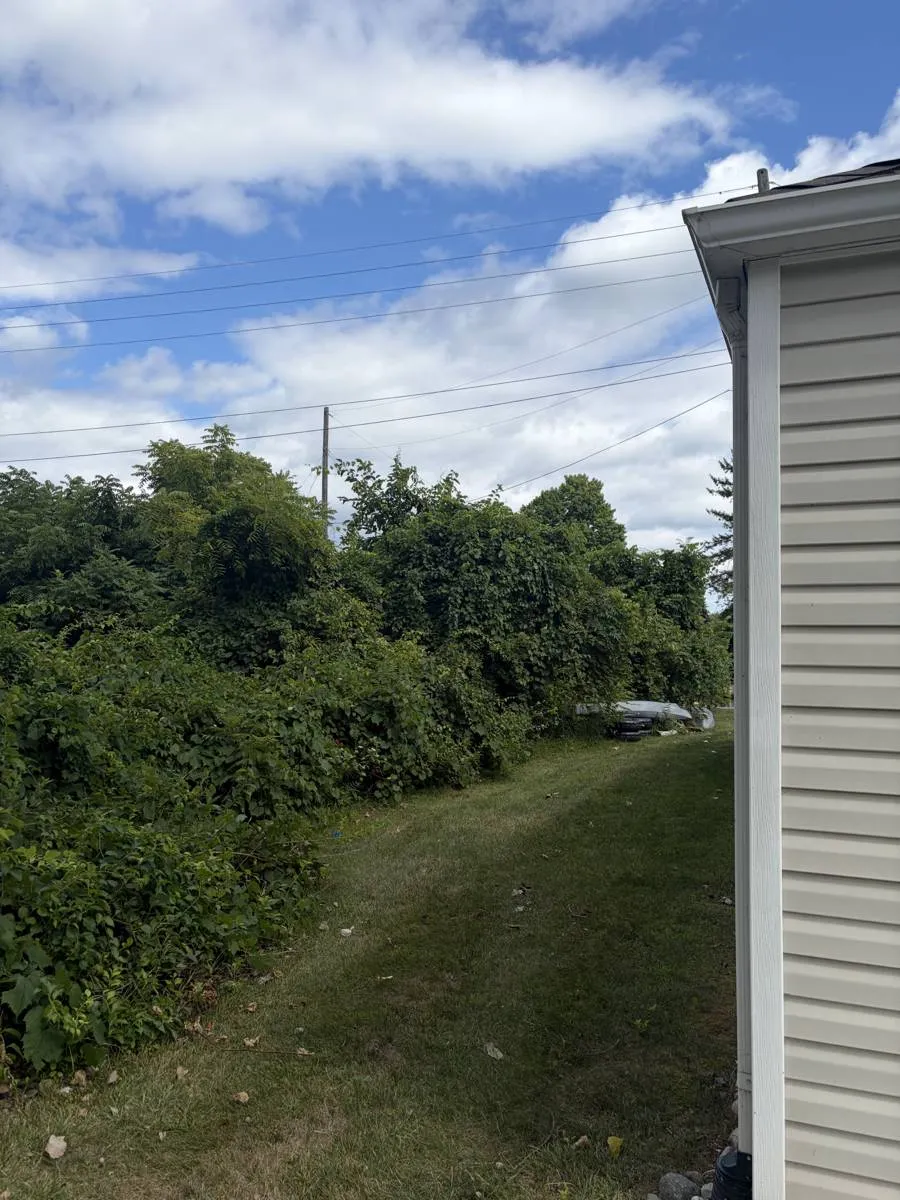 Before — Overgrown lot line cleared down to the water