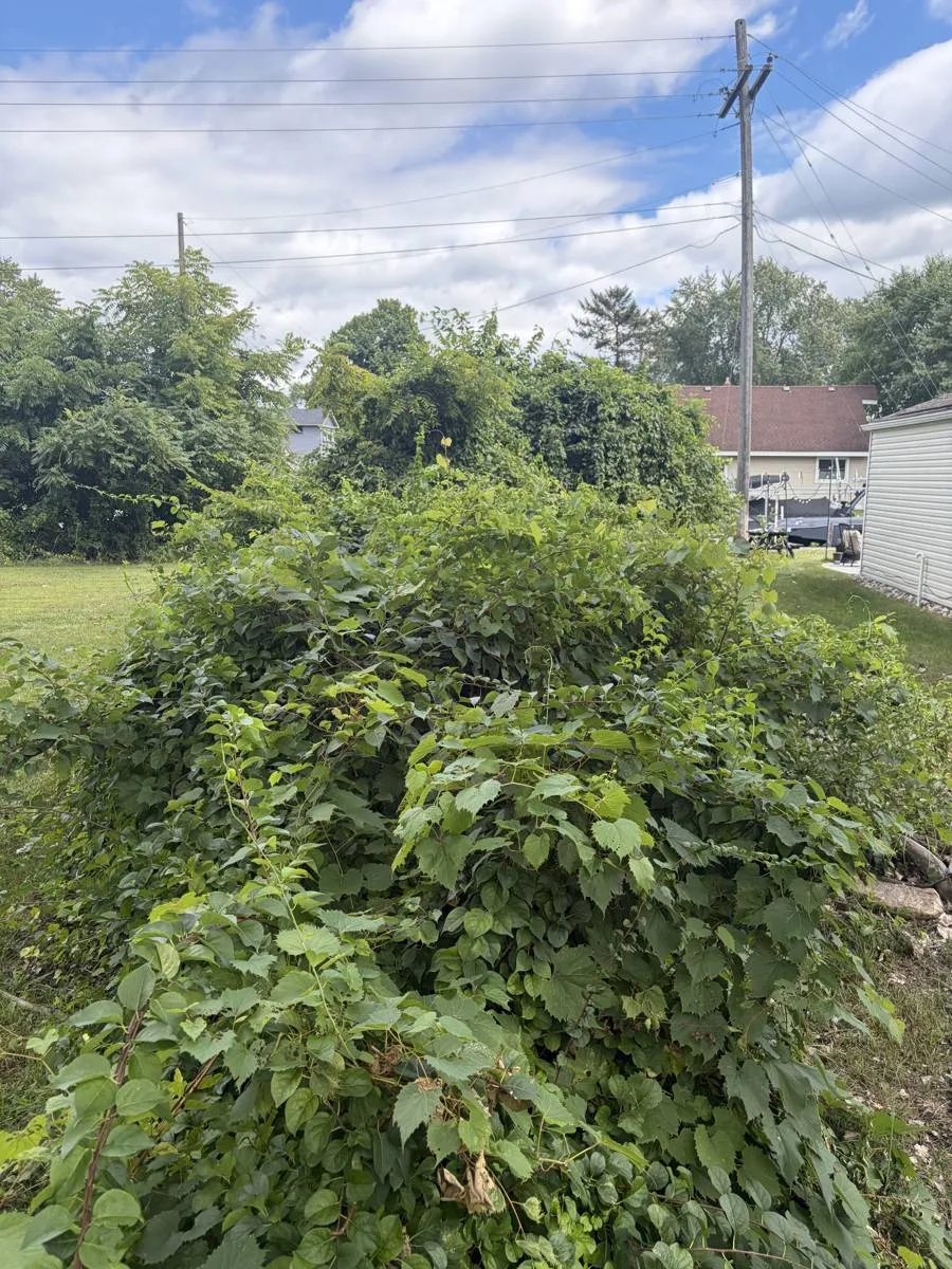 Before — Overgrown lot line cleared down to the water